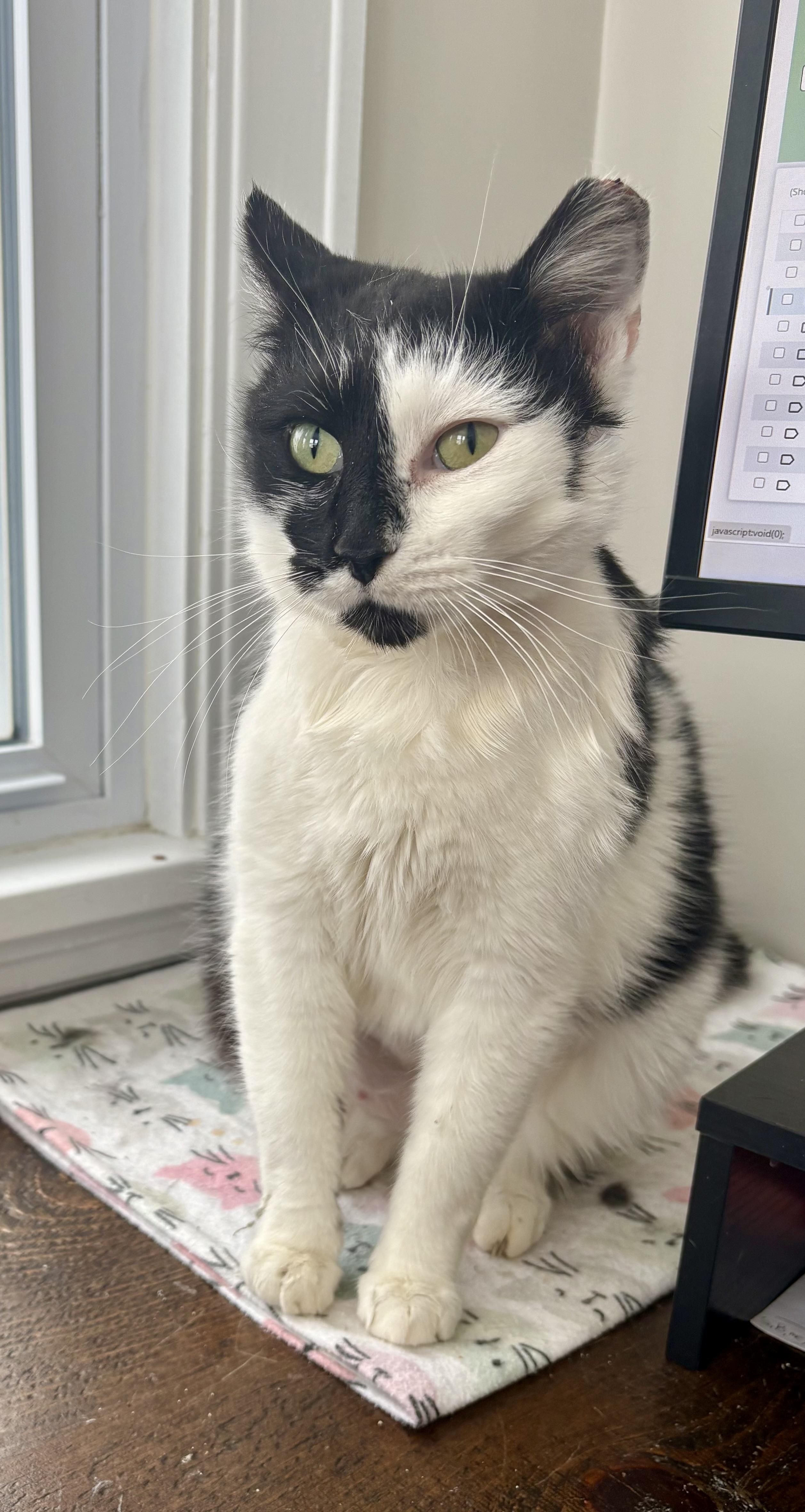 Enlarge Ella, a Adoptable Domestic Short Hair in East Amherst, NY image 3/6