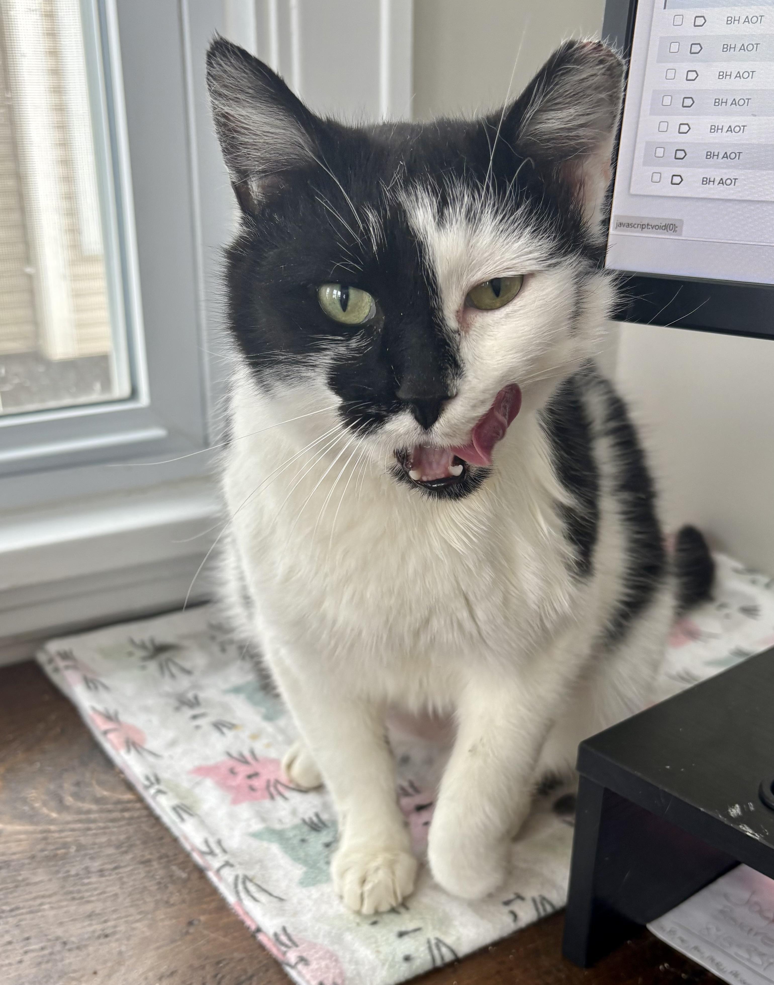 Enlarge Ella, a Adoptable Domestic Short Hair in East Amherst, NY image 4/6