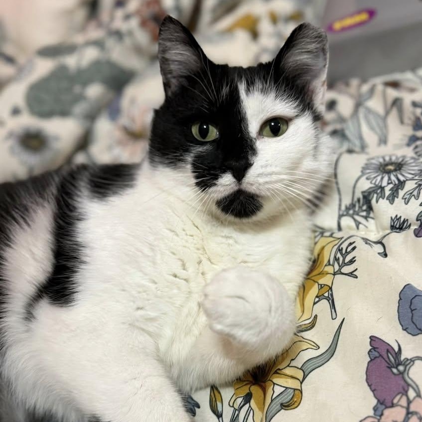 Enlarge Ella, a Adoptable Domestic Short Hair in East Amherst, NY image 1/6