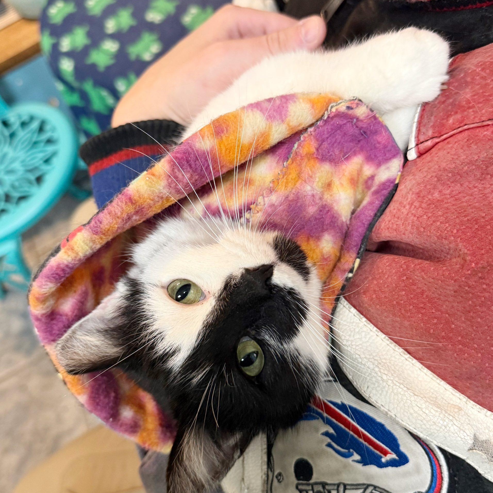 Enlarge Ella, a Adoptable Domestic Short Hair in East Amherst, NY image 4/6