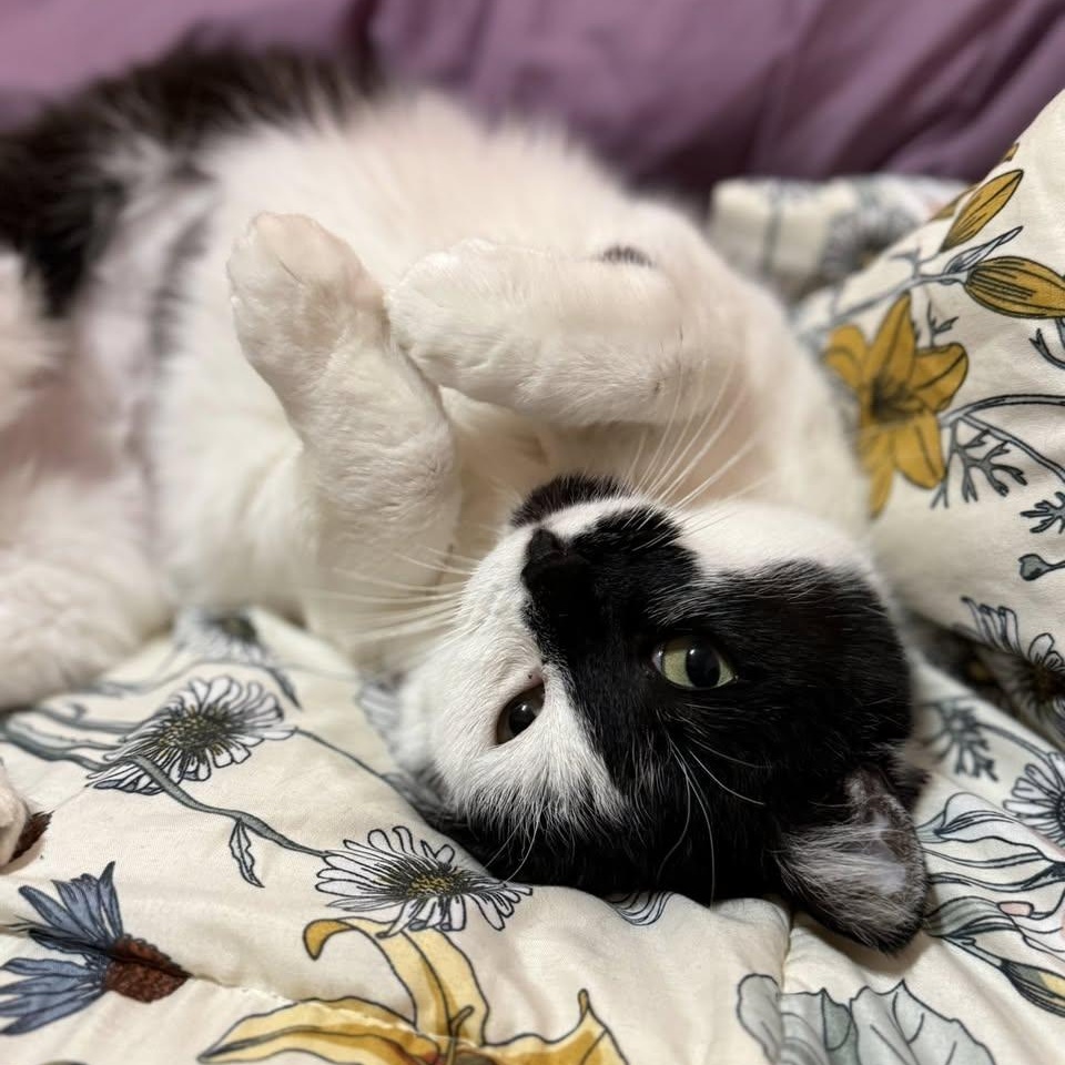 Ella, Adoptable, Adult Female Domestic Short Hair.