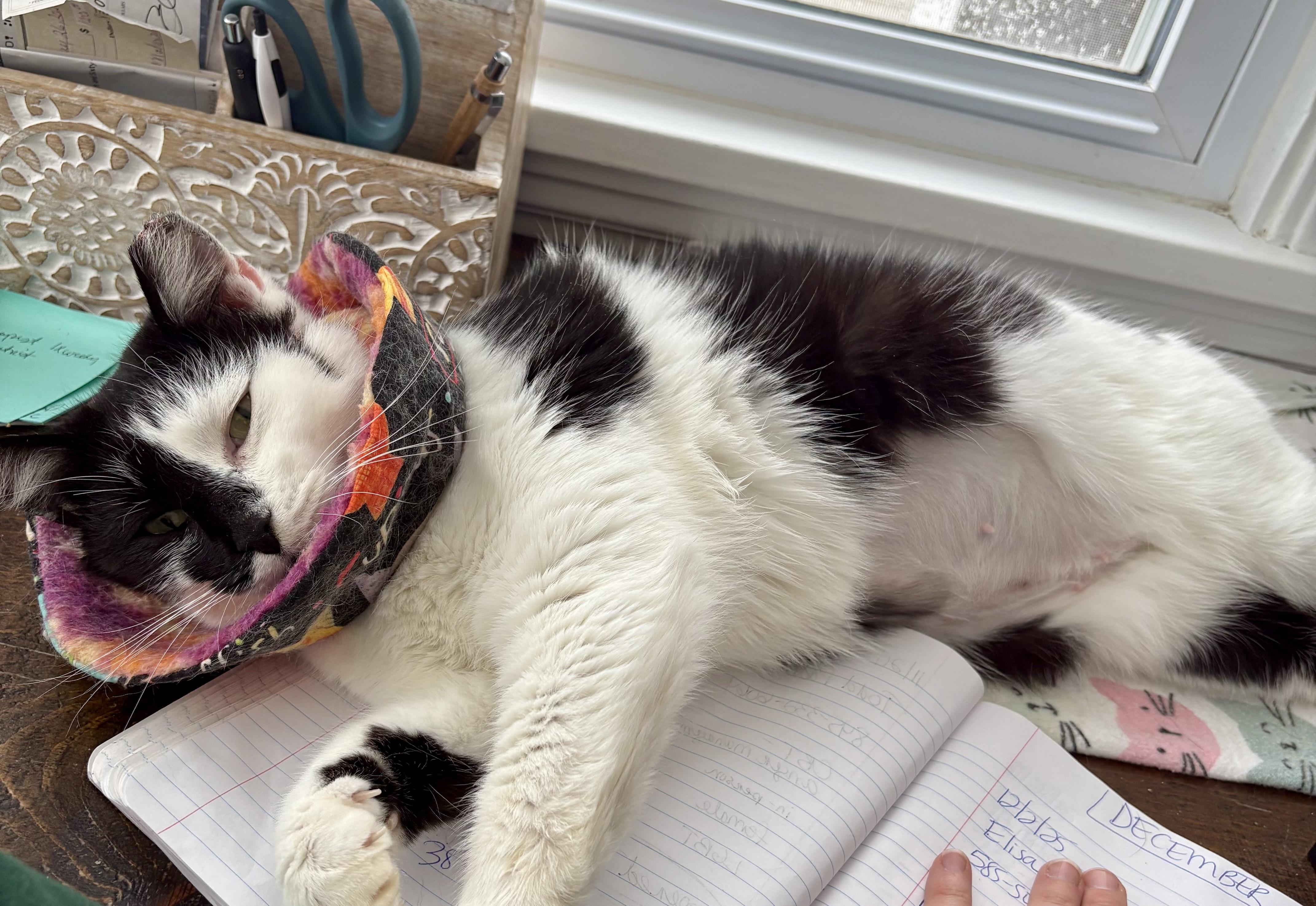 Enlarge Ella, a Adoptable Domestic Short Hair in East Amherst, NY image 5/6