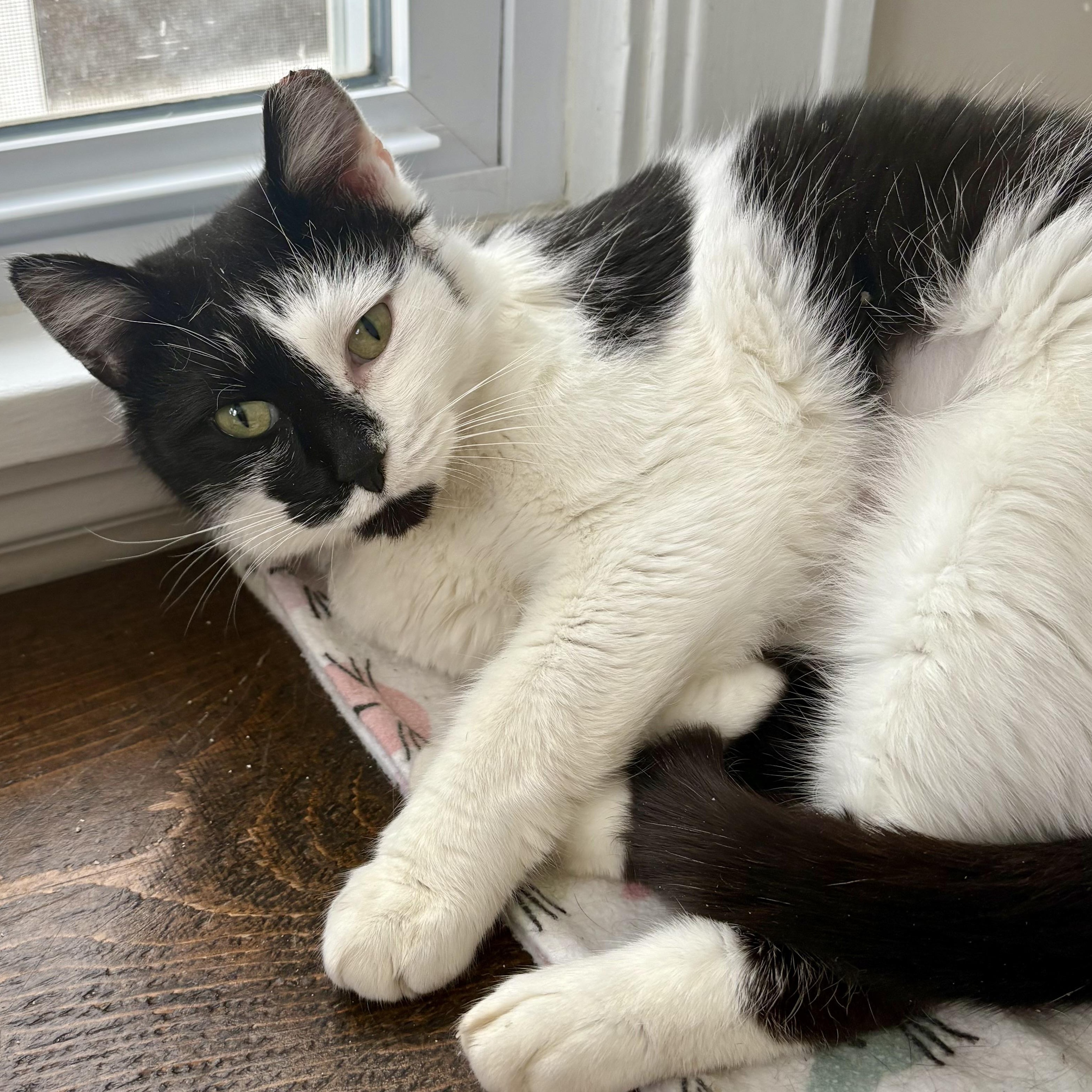 Enlarge Ella, a Adoptable Domestic Short Hair in East Amherst, NY image 6/6