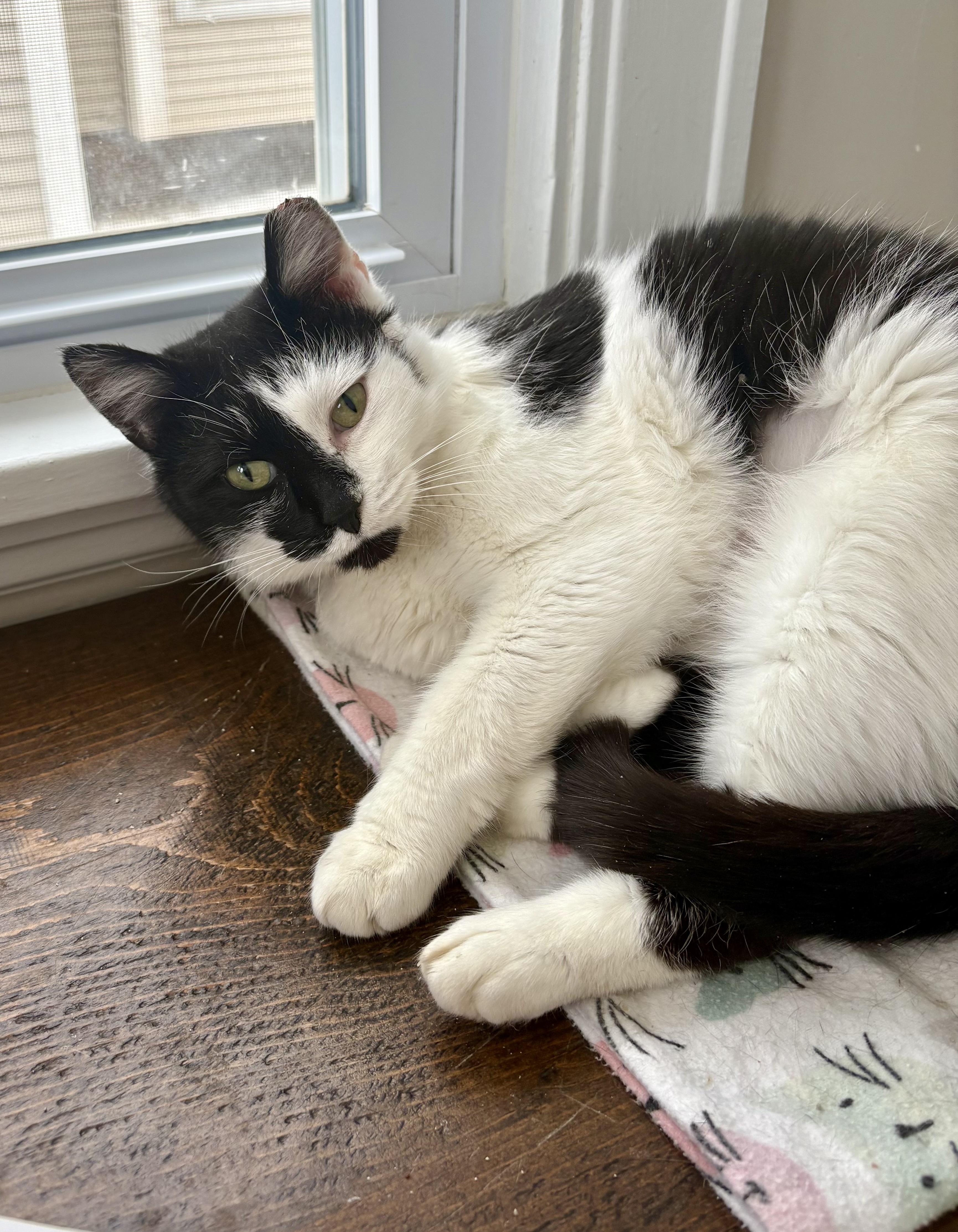 Enlarge Ella, a Adoptable Domestic Short Hair in East Amherst, NY image 6/6