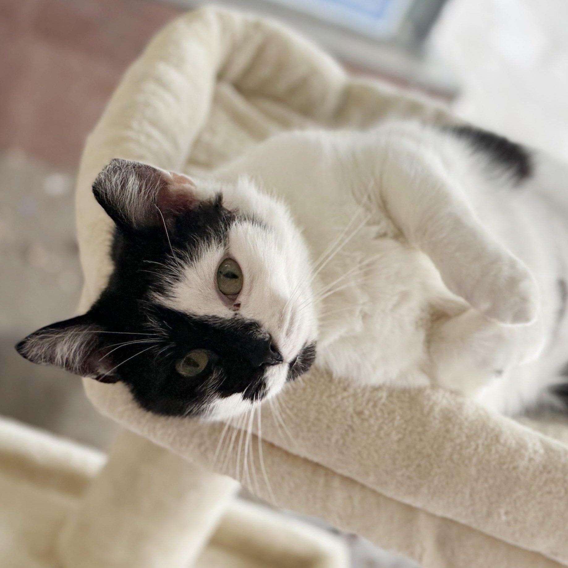 Enlarge Ella, a Adoptable Domestic Short Hair in East Amherst, NY image 3/6