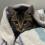 Enlarge Arnold, a Adoptable mixed breed in Hemet, CA image 2/3