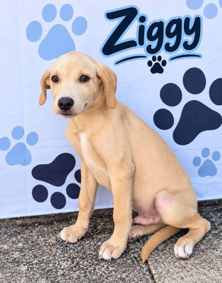Enlarge Ziggy, a Adopted mixed breed in Sunbright, TN image 1/1