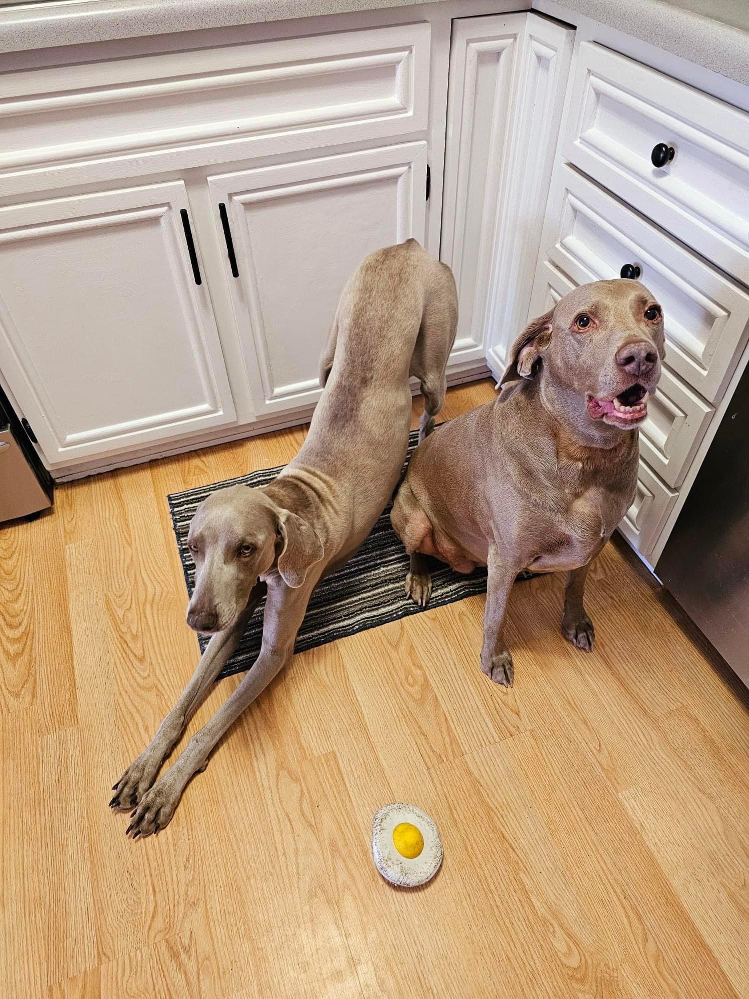 Enlarge Lana, a Adopted Weimaraner in Des Moines, IA image 1/3