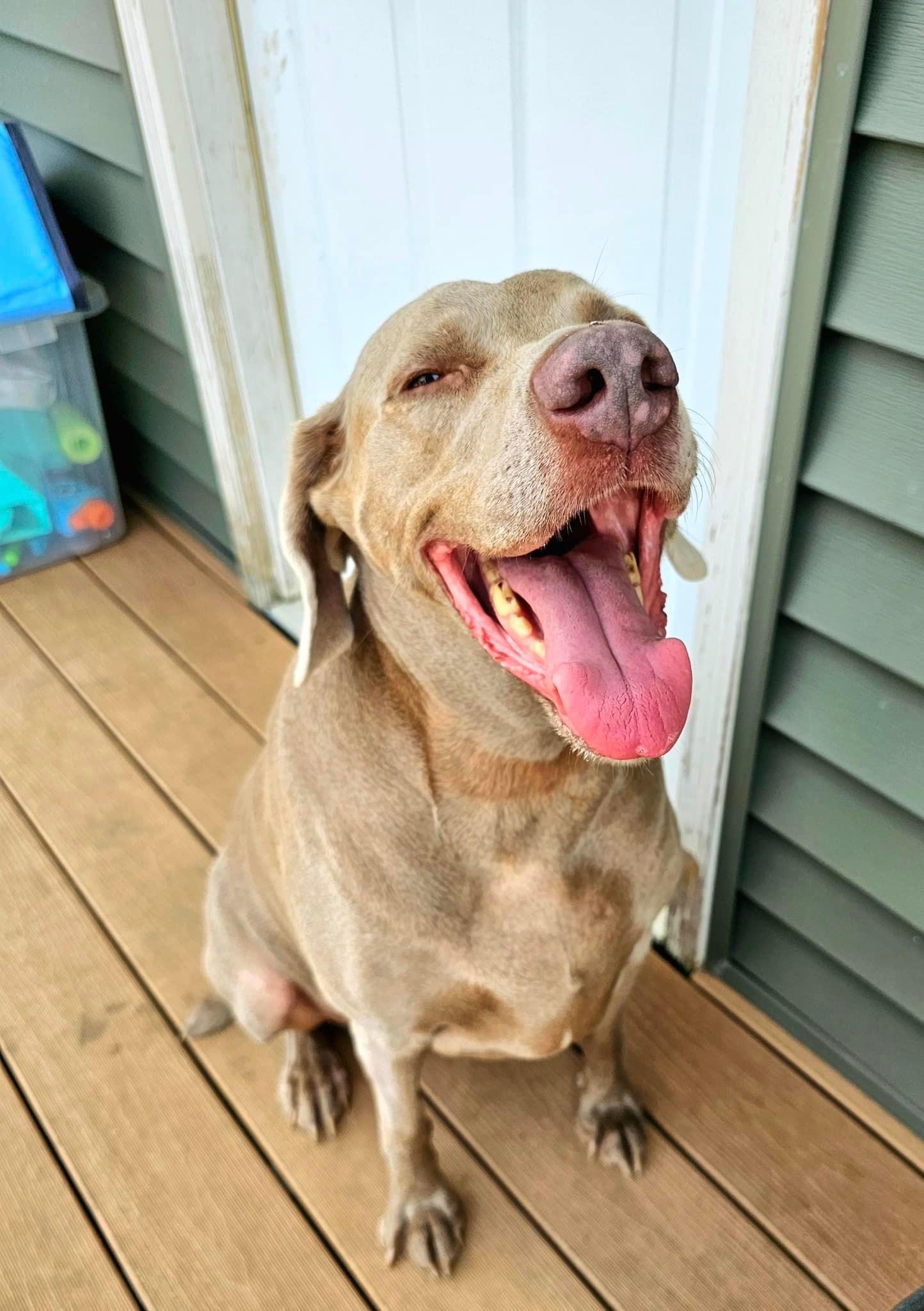 Enlarge Lana, a Adopted Weimaraner in Des Moines, IA image 2/3