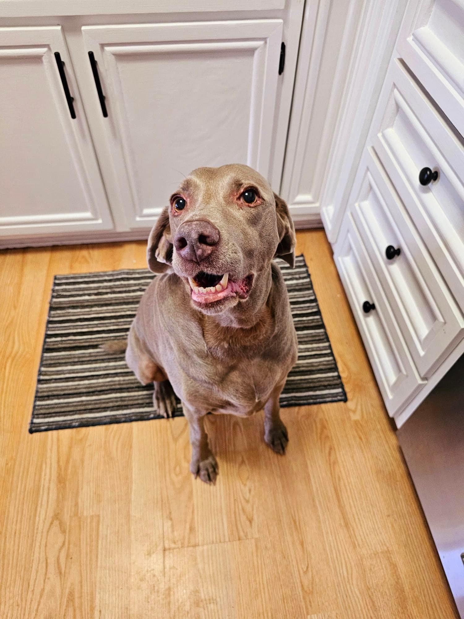 Enlarge Lana, a Adopted Weimaraner in Des Moines, IA image 3/3