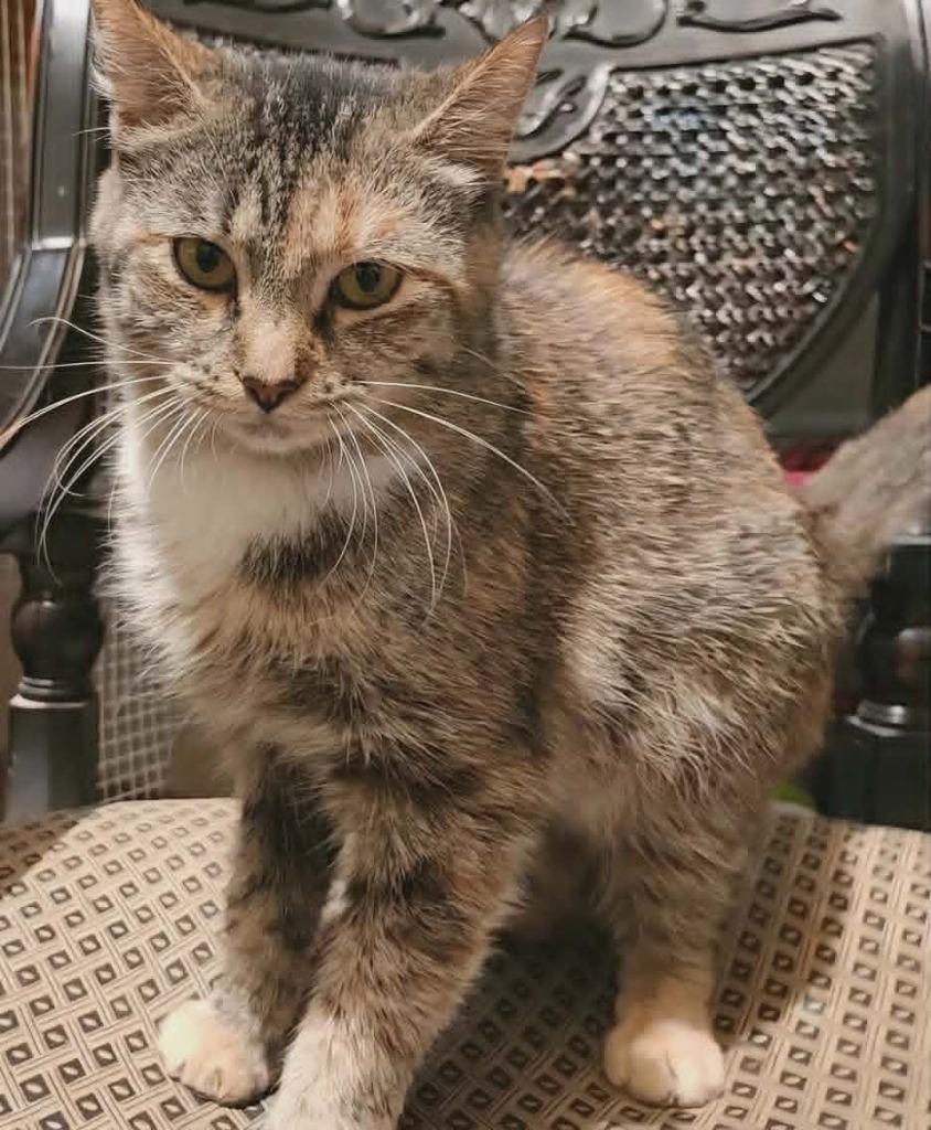 Enlarge Tilly Tumbleweed, a Adoptable mixed breed in Olney, IL image 1/3
