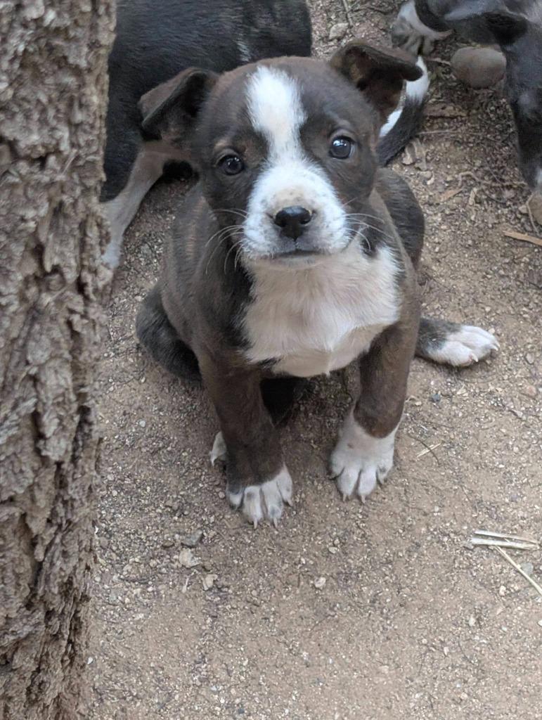 Enlarge Tres, a Adoptable mixed breed in Mesa, AZ image 1/1