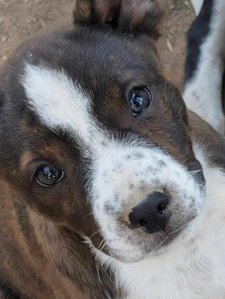 Enlarge Tres, a Adoptable mixed breed in Mesa, AZ image 2/2