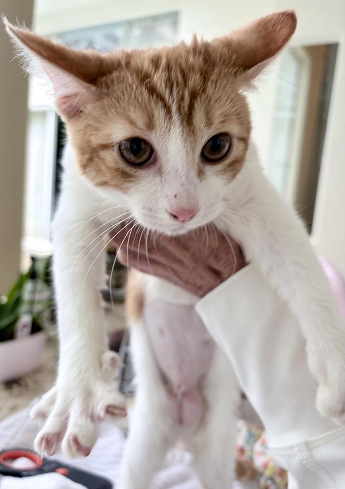 Enlarge Juice, a Adoptable mixed breed in Tampa, FL image 1/1