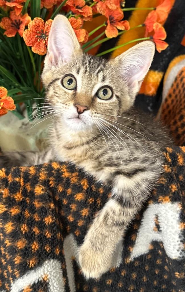 4/13/26 Waffle, Adoptable, Kitten Male Domestic Short Hair.