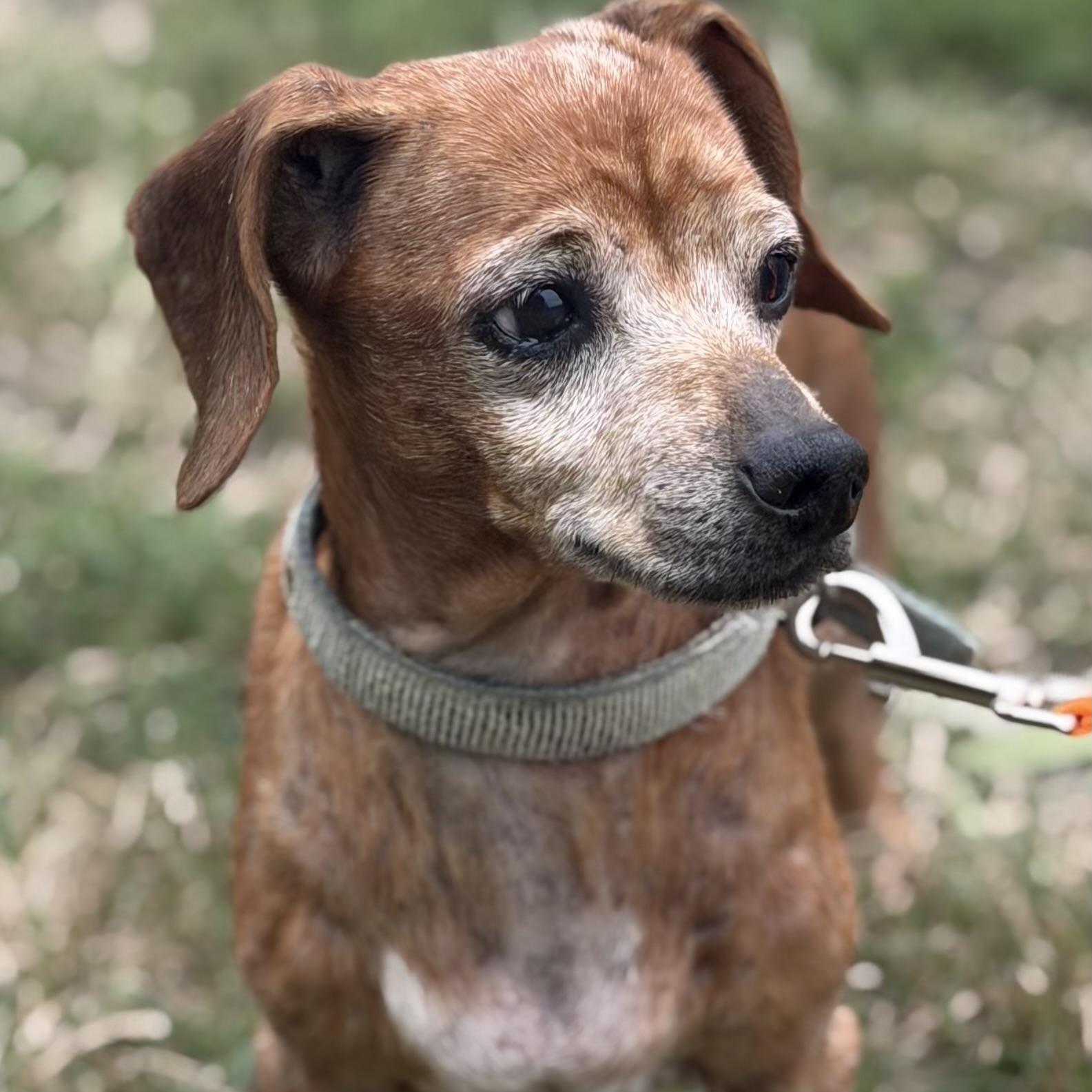 Enlarge Sylvia, a Adoptable Dachshund in Gloucester, VA image 2/2
