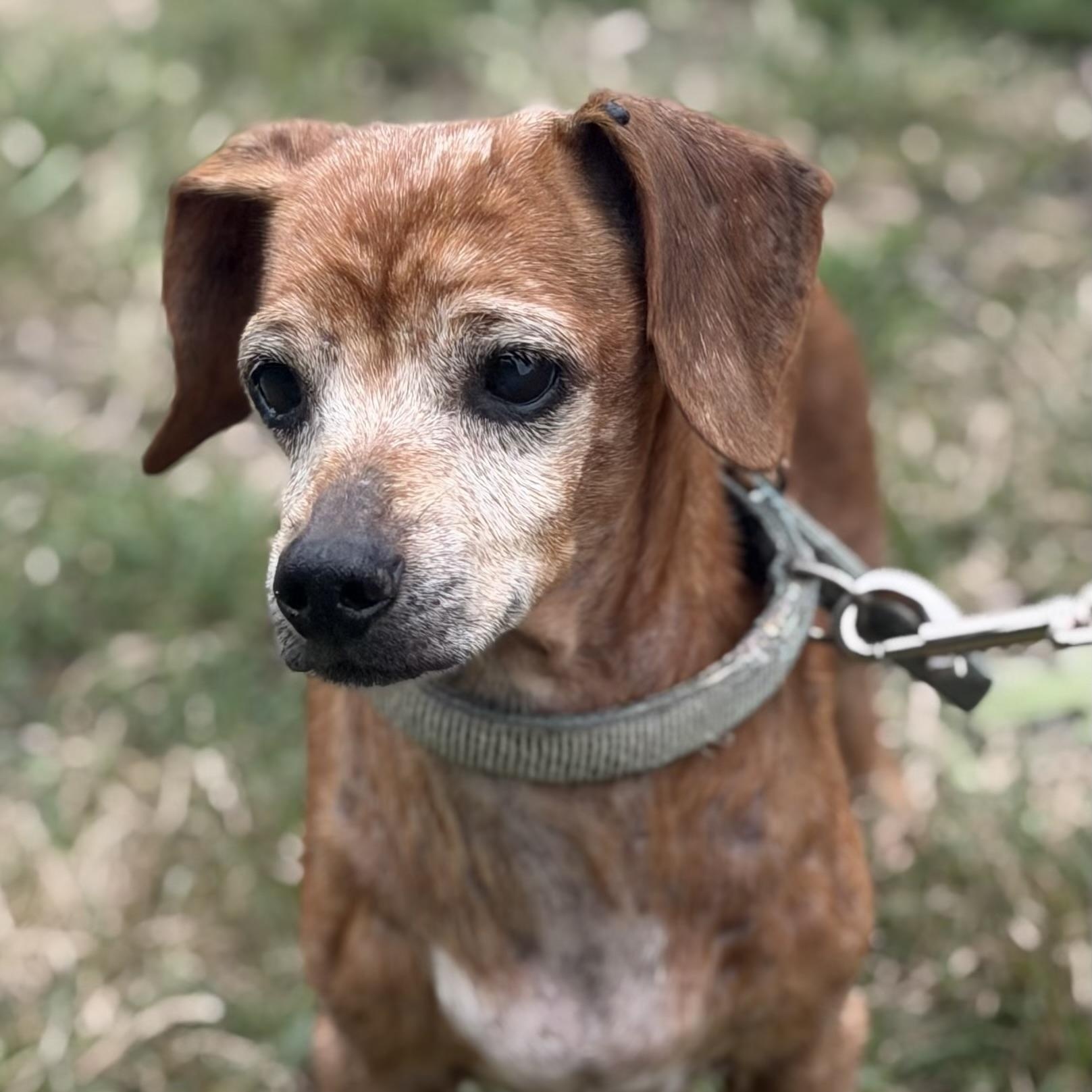 Sylvia, Adoptable, Senior Female Dachshund.