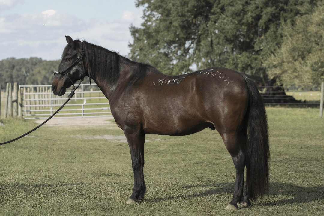 Soledad, an adoptable Paso Fino in Webster, FL_image-1