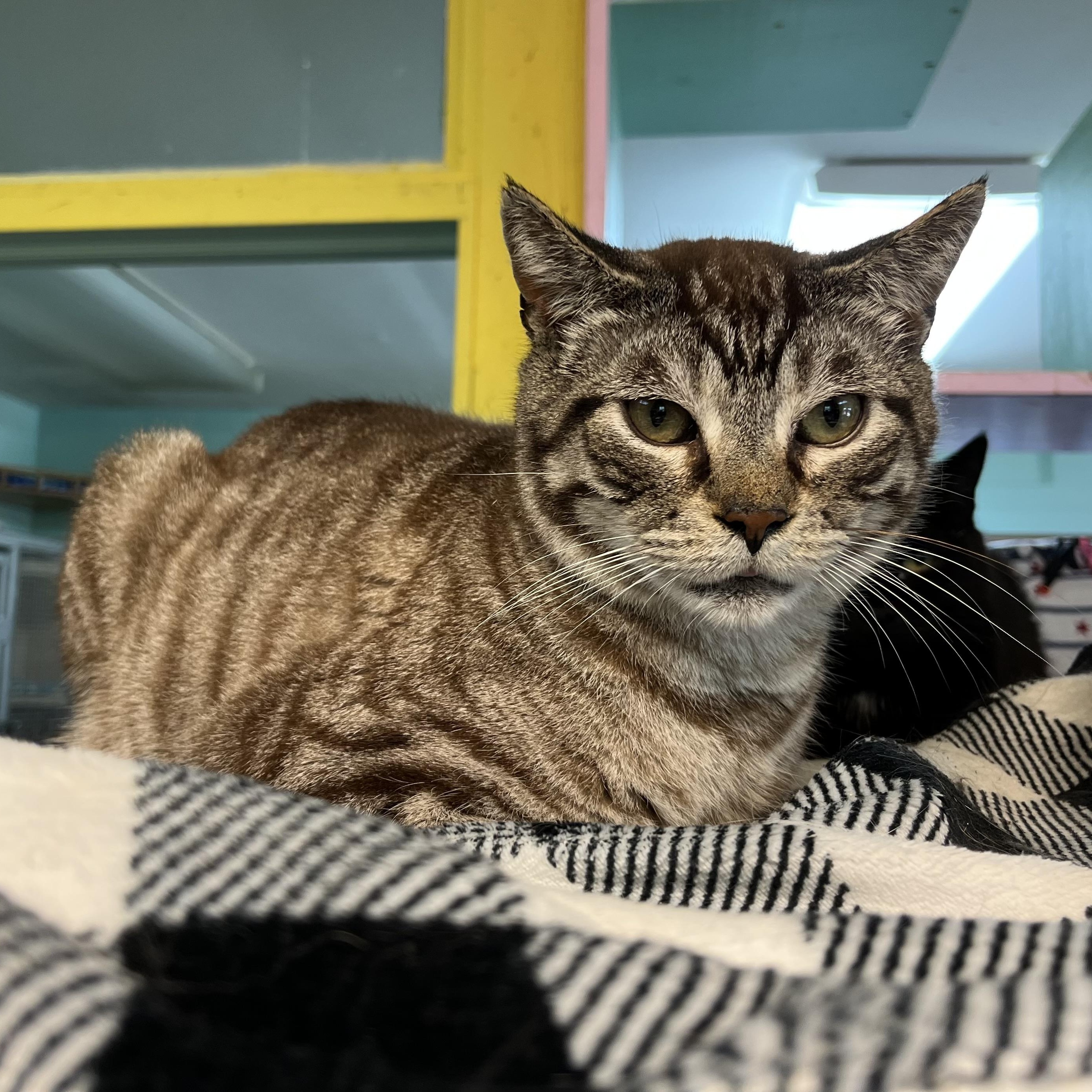 Captain, a Adoptable Domestic Short Hair in Cortland, NY image 2/5