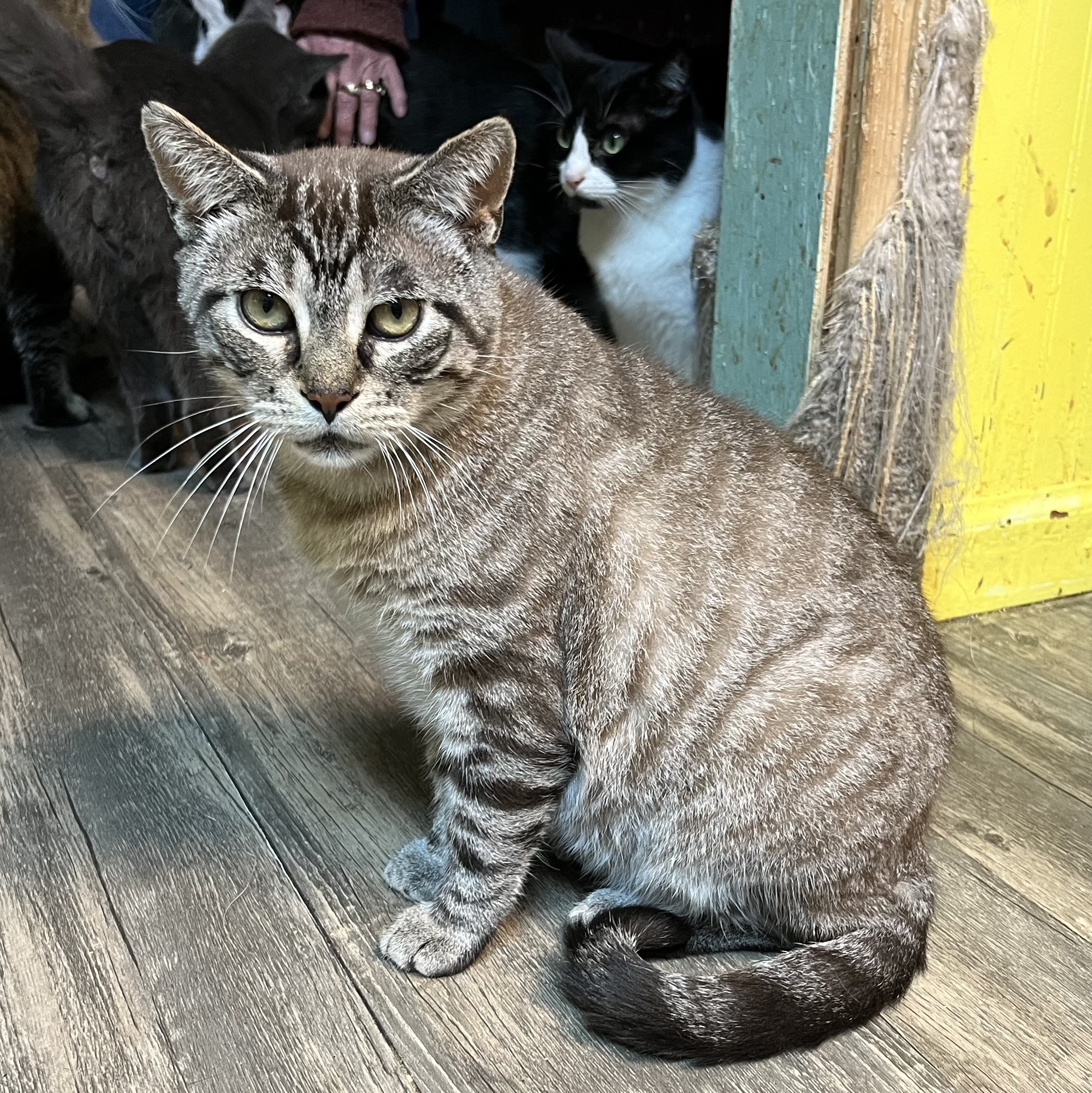 Captain, an adoptable Domestic Short Hair in Cortland, NY, 13045 | Photo Image 1