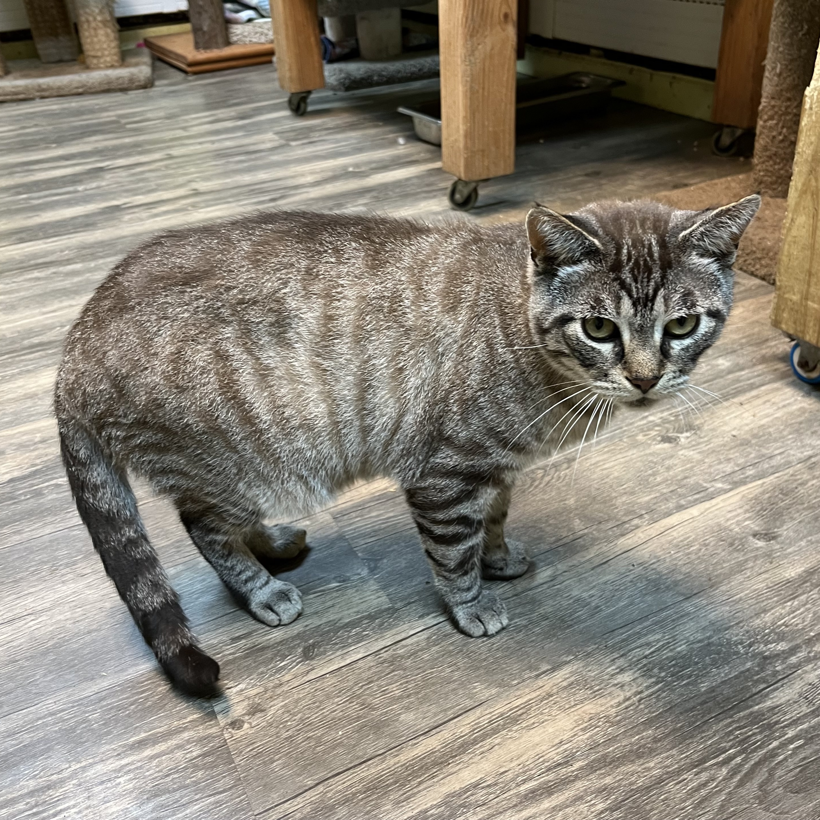 Captain, an adoptable Domestic Short Hair in Cortland, NY, 13045 | Photo Image 4