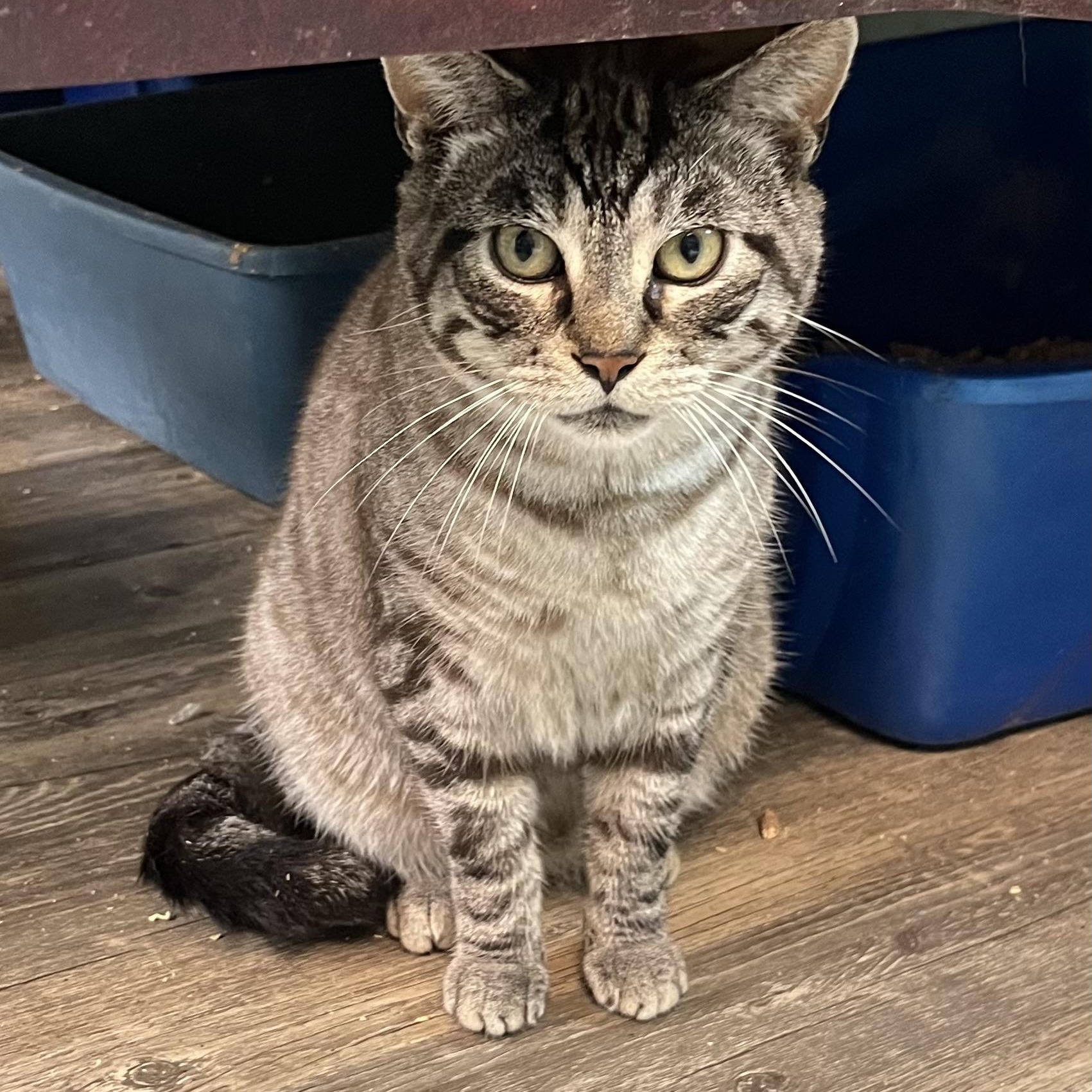 Captain, an adoptable Domestic Short Hair in Cortland, NY, 13045 | Photo Image 3