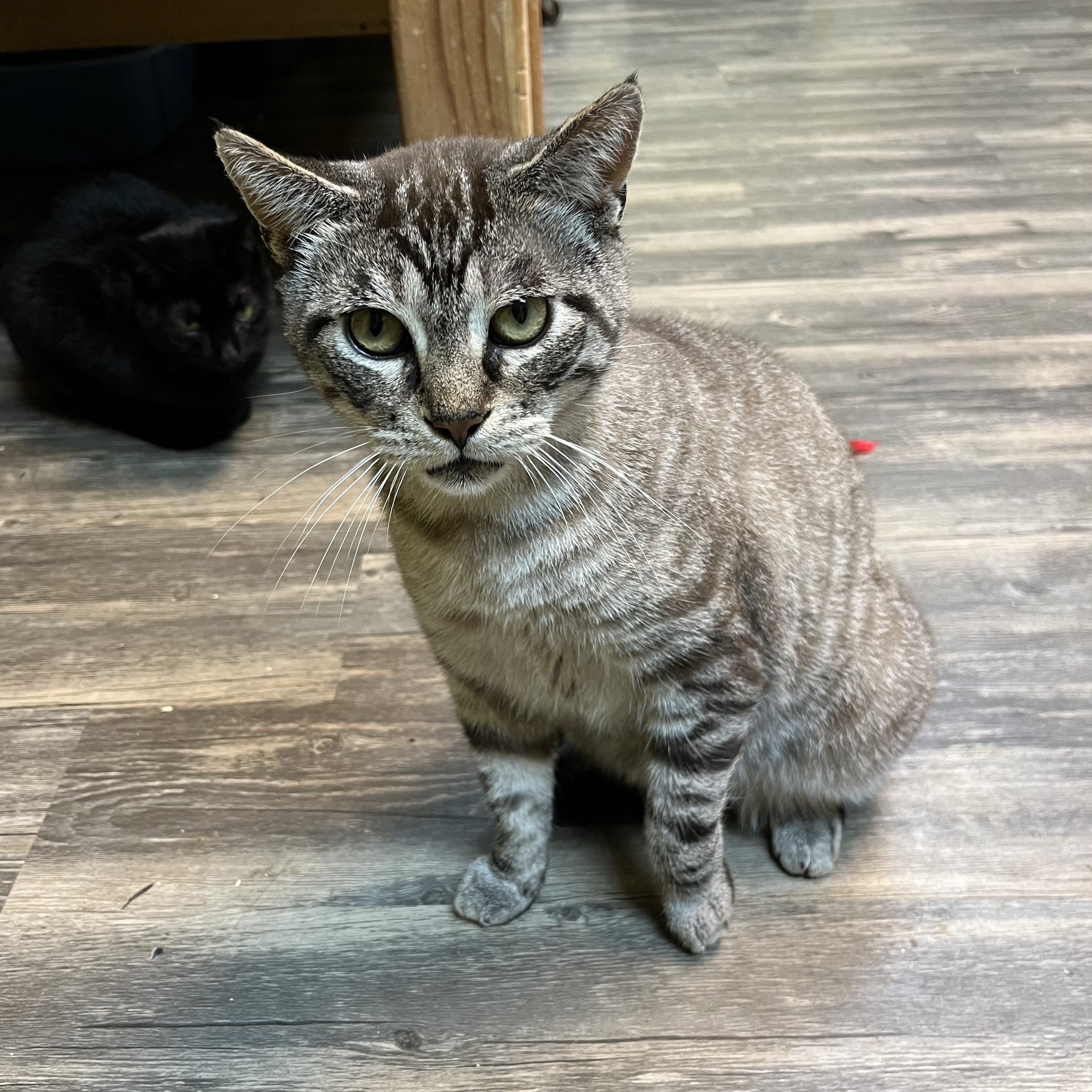 Captain, an adoptable Domestic Short Hair in Cortland, NY, 13045 | Photo Image 5