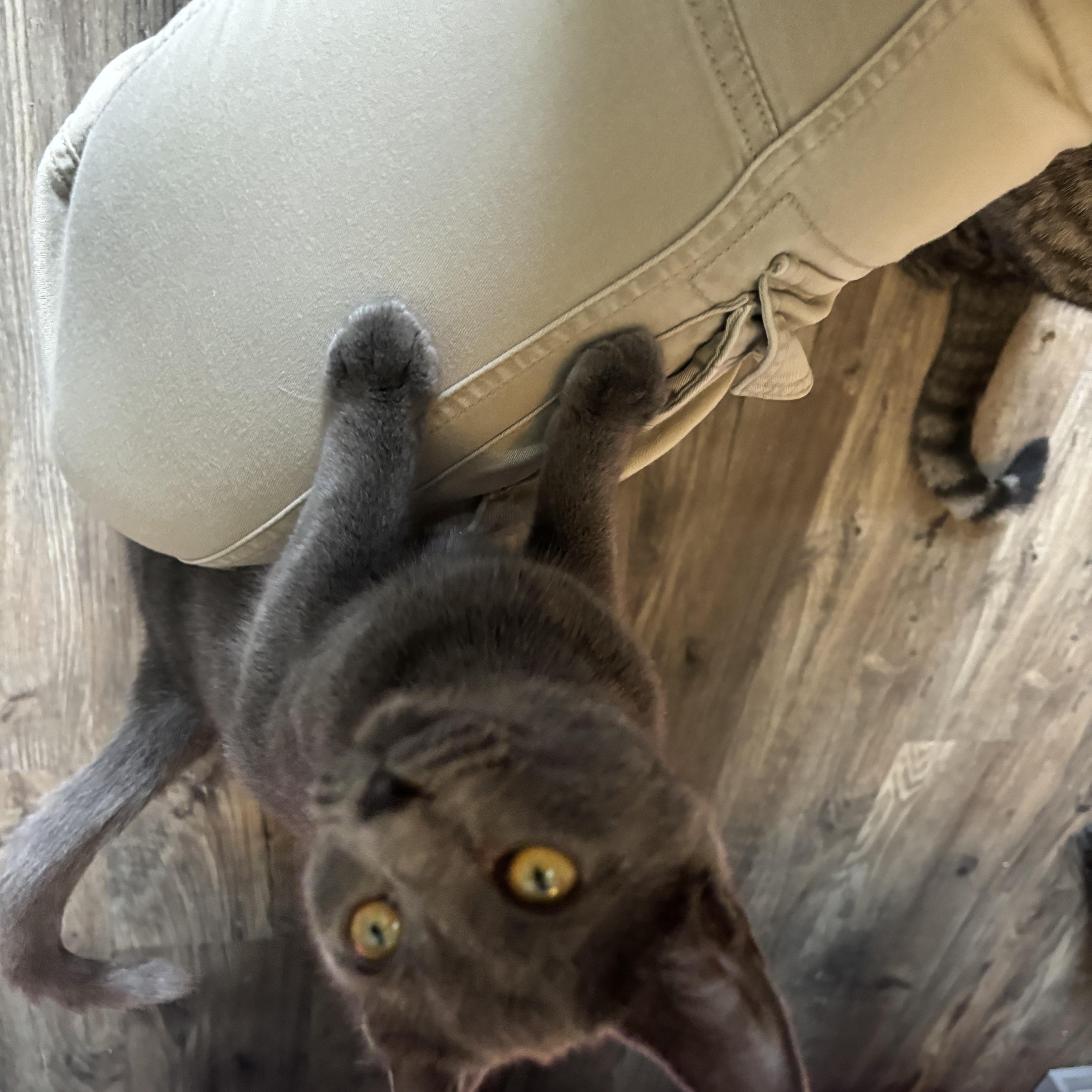 Enlarge Ariel, a Adopted Domestic Short Hair in Hudsonville, MI image 3/4