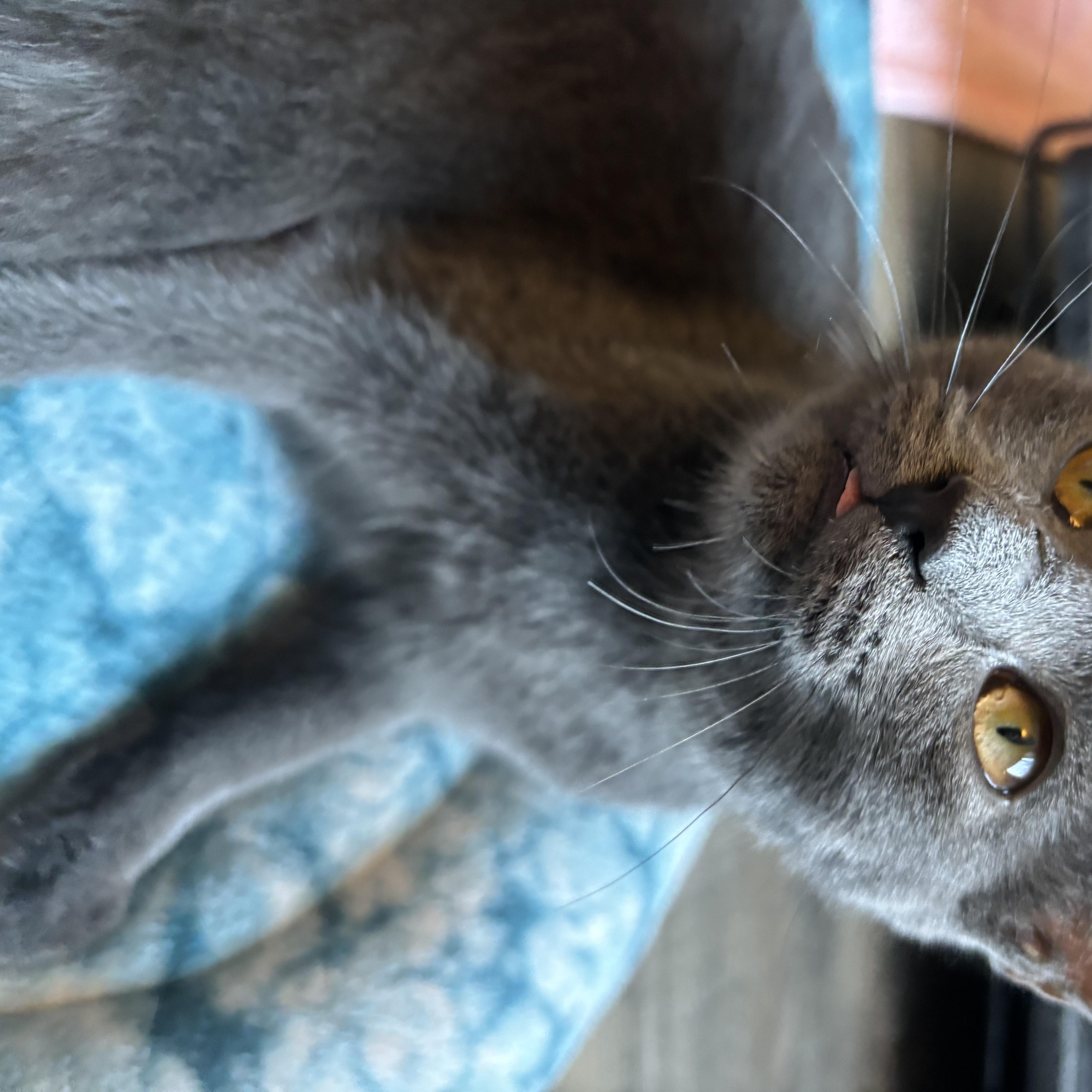 Enlarge Ariel, a Adopted Domestic Short Hair in Hudsonville, MI image 4/4