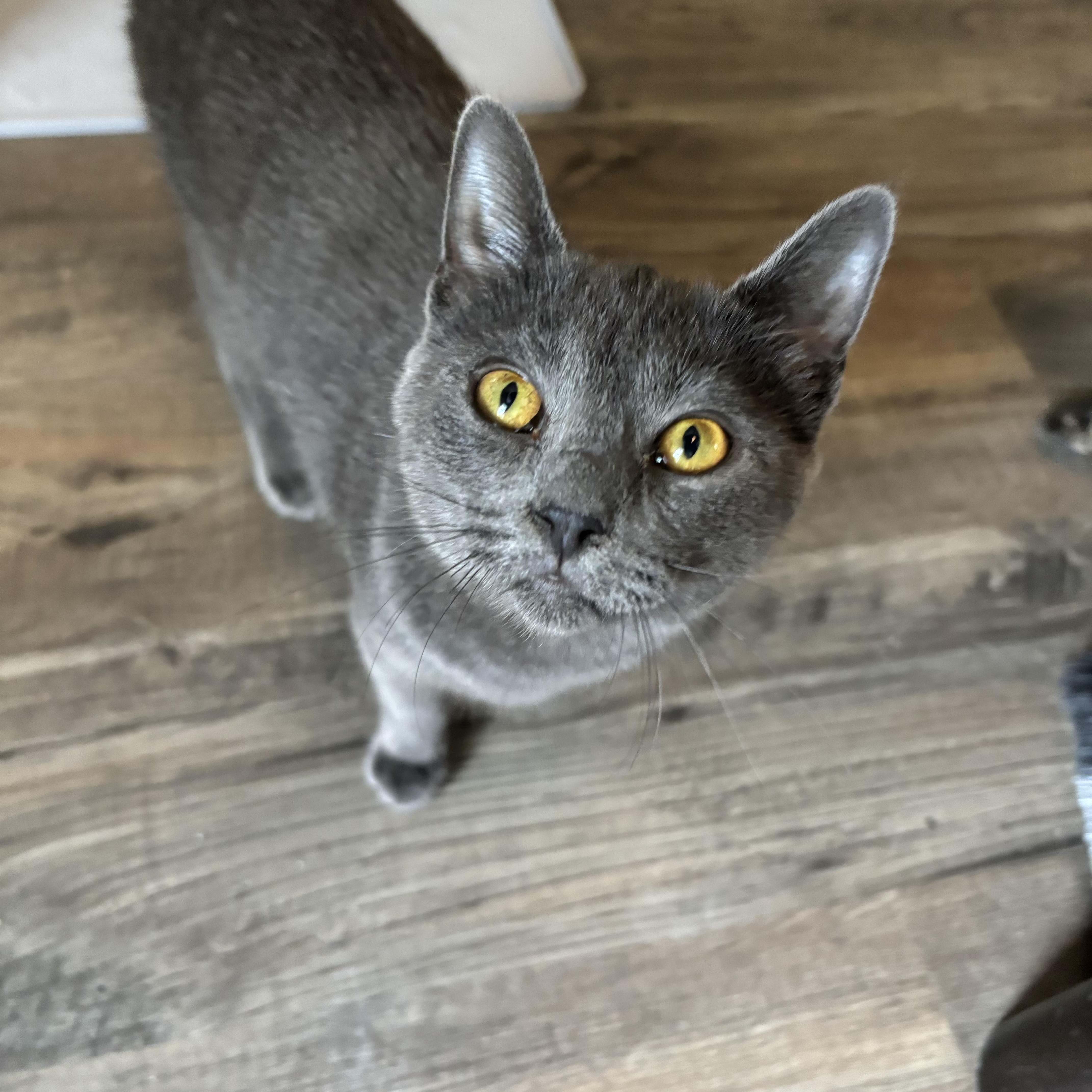 Ariel, Adopted, Kitten Female Domestic Short Hair.