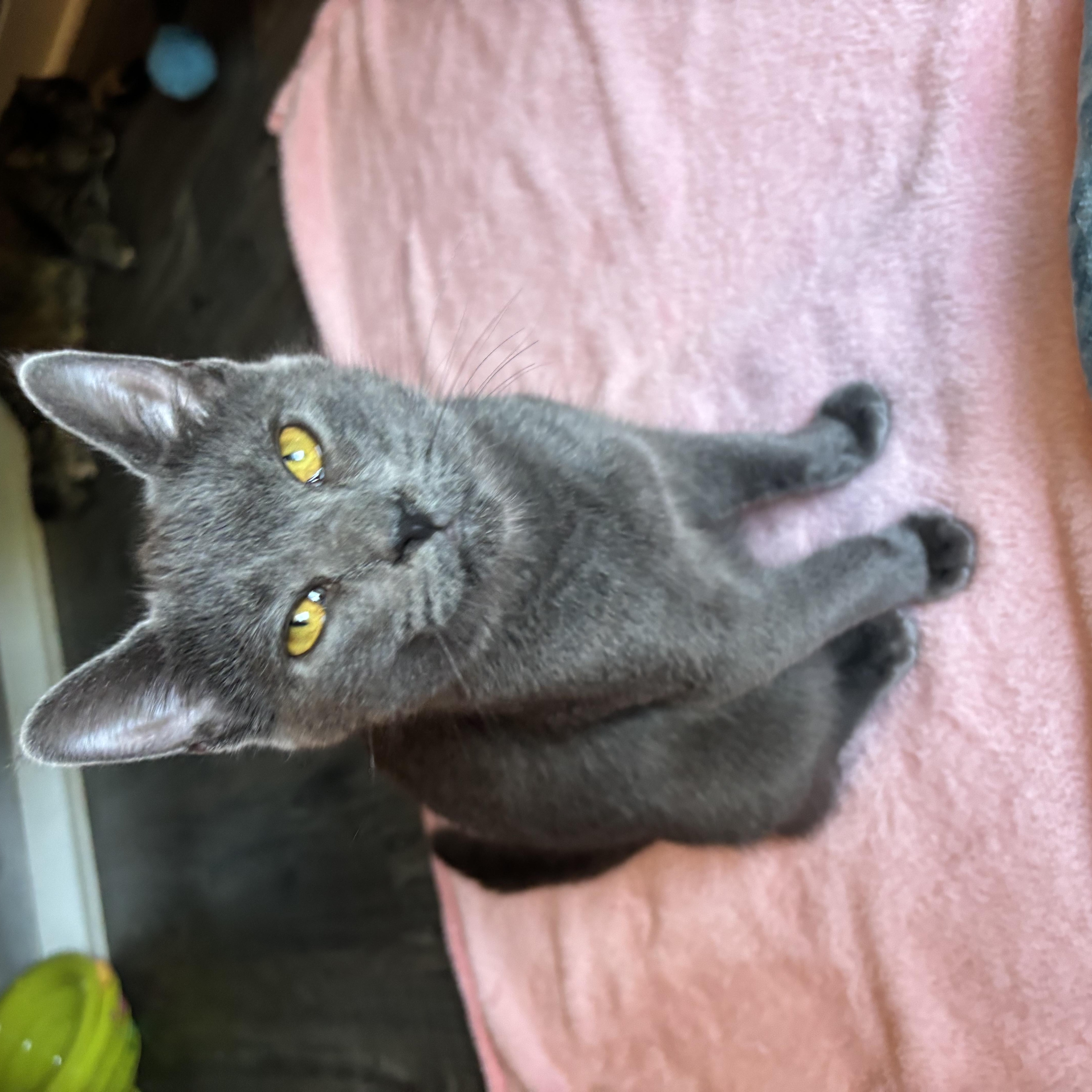 Enlarge Ariel, a Adopted Domestic Short Hair in Hudsonville, MI image 2/4