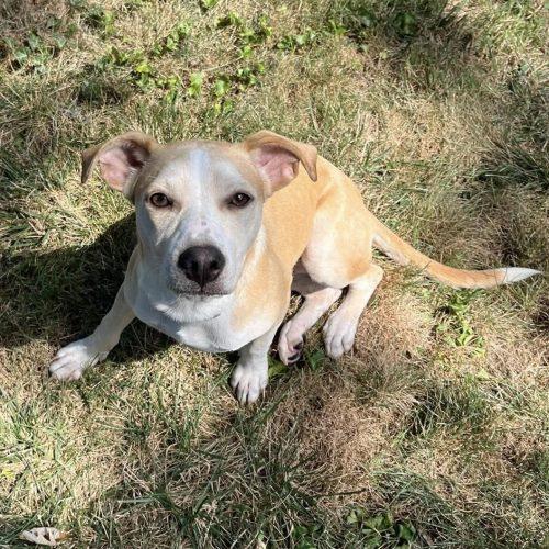 Astra, Adoptable, Puppy Female Mixed Breed.