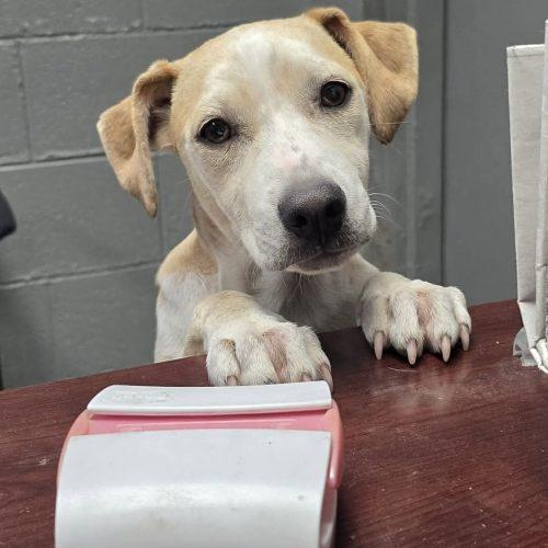 Enlarge Astra, a Adoptable mixed breed in Georgetown, KY image 2/5