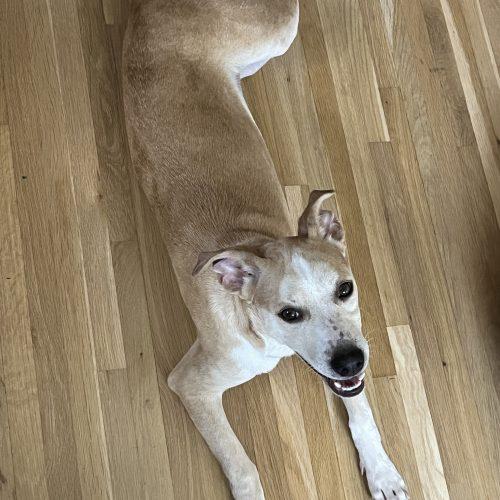 Enlarge Astra, a Adoptable mixed breed in Georgetown, KY image 3/5