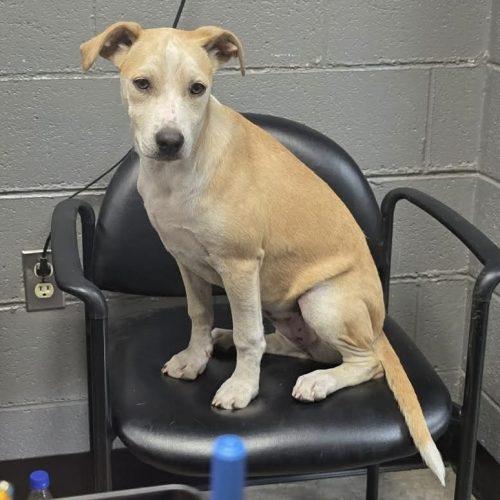 Enlarge Astra, a Adoptable mixed breed in Georgetown, KY image 4/5