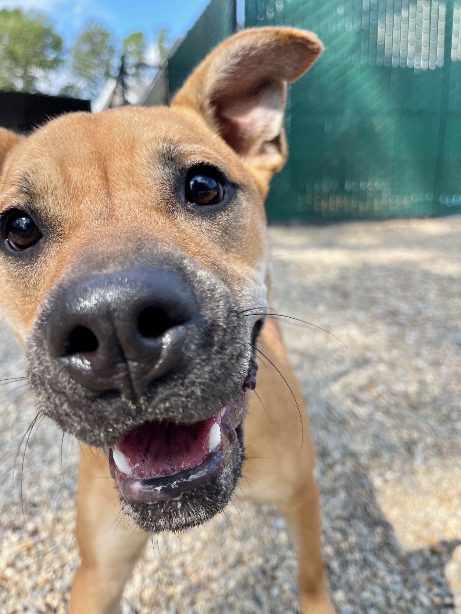 Dog for adoption Burrito, a Black Mouth Cur Mix in Hilton Head Island