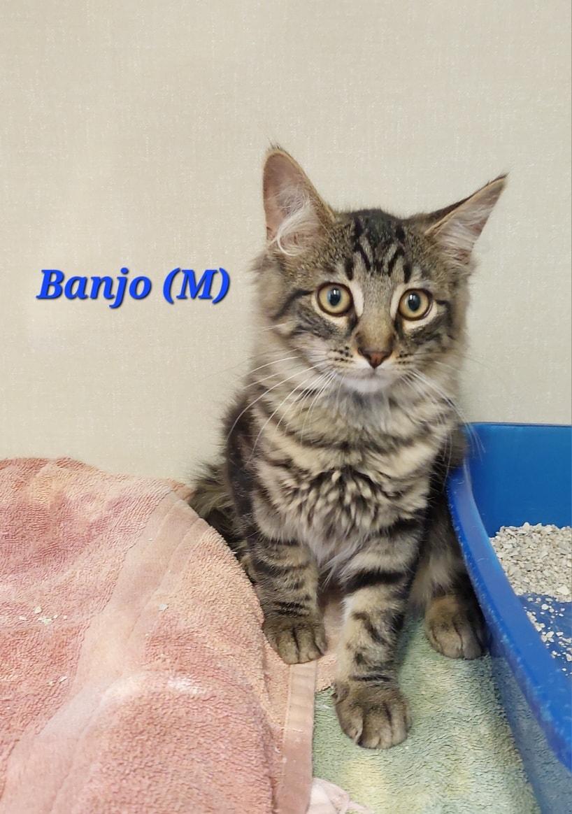 Banjo