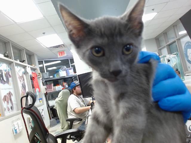 Enlarge MILO, a Adoptable Domestic Short Hair in Oklahoma City, OK image 1/1