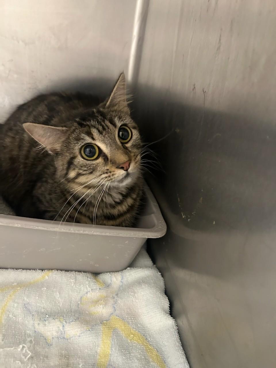 Jingle113666A (Rescue Only), ADOPTABLE, Adult Female Domestic Short Hair.