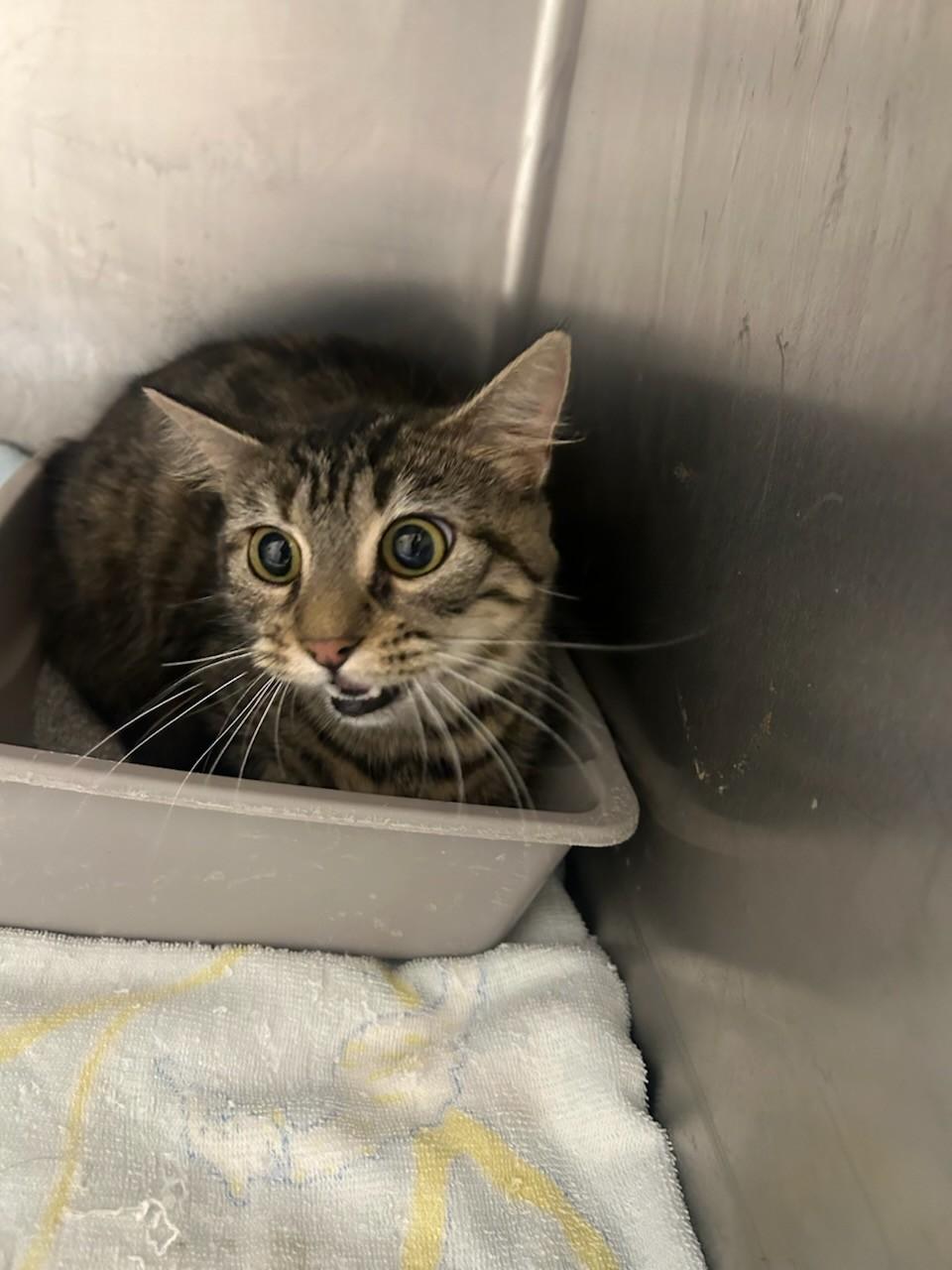 Jingle113666A (Rescue Only), a ADOPTABLE mixed breed in Rocky Mount, NC image 2/4