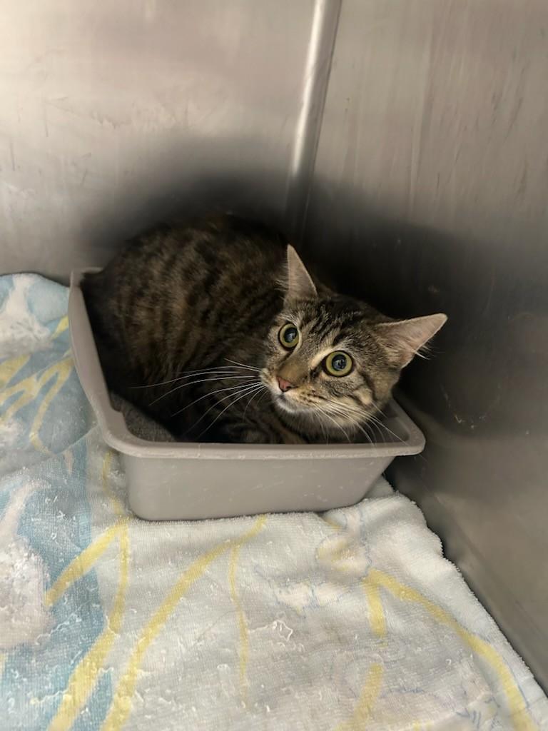 Jingle113666A (Rescue Only), a ADOPTABLE mixed breed in Rocky Mount, NC image 3/4