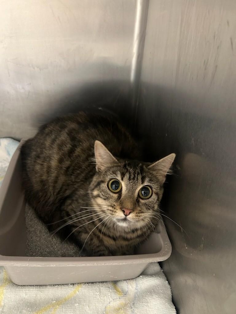 Jingle113666A (Rescue Only), a ADOPTABLE mixed breed in Rocky Mount, NC image 4/4