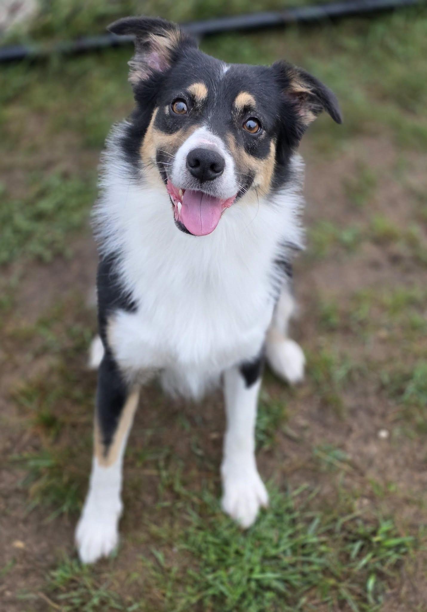 Enlarge Benson, a Adopted Border Collie in Shelby, MI image 1/3