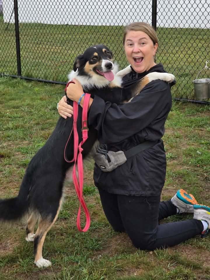 Enlarge Benson, a Adopted Border Collie in Shelby, MI image 3/3