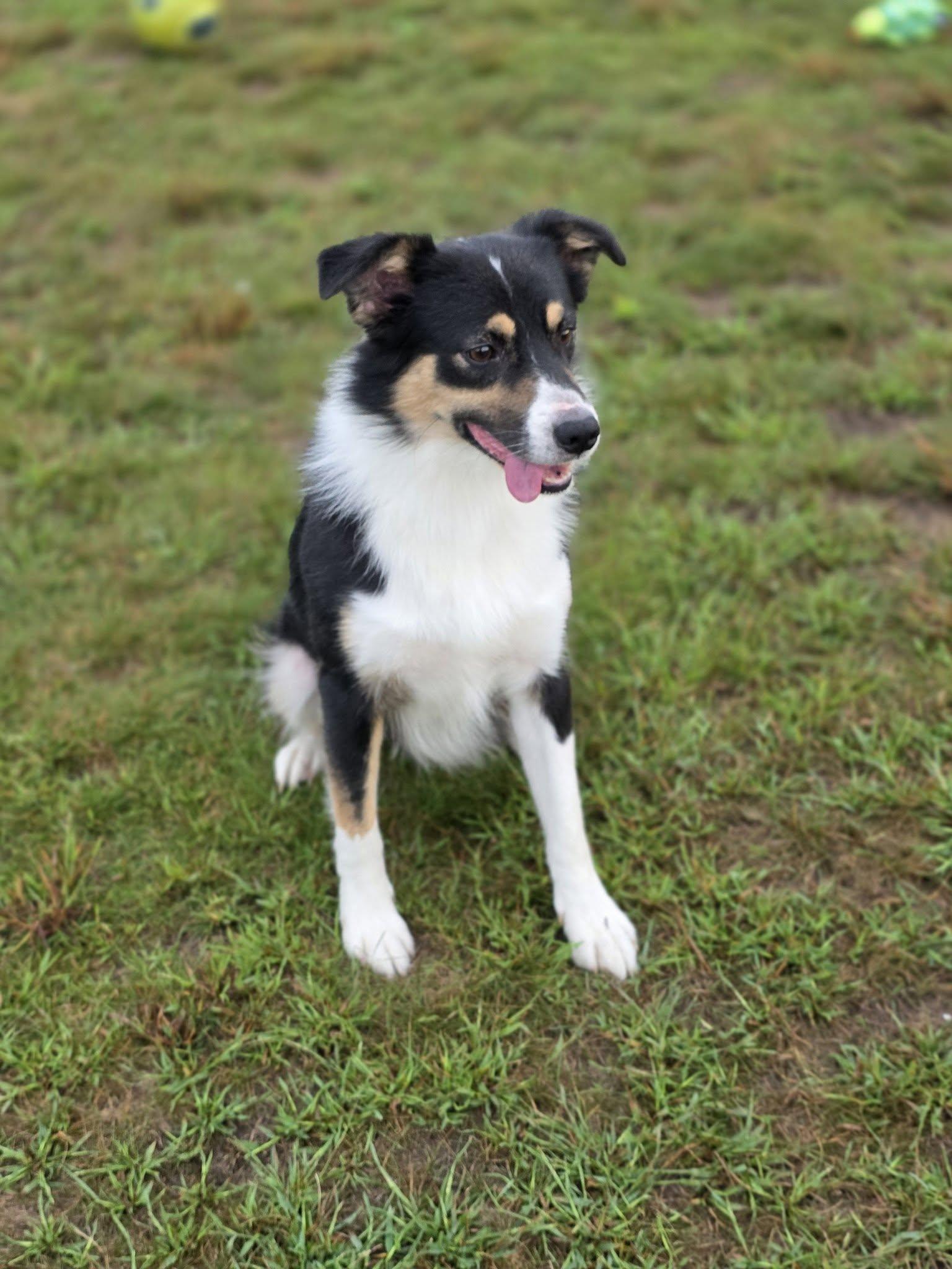 Enlarge Benson, a Adopted Border Collie in Shelby, MI image 2/3