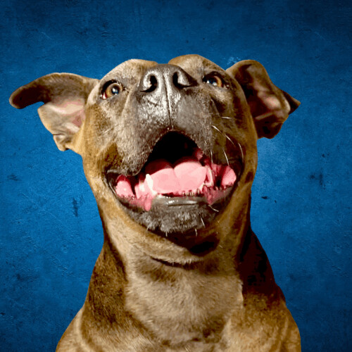 Liza Jane , Adoptable, Adult Female Pit Bull Terrier.