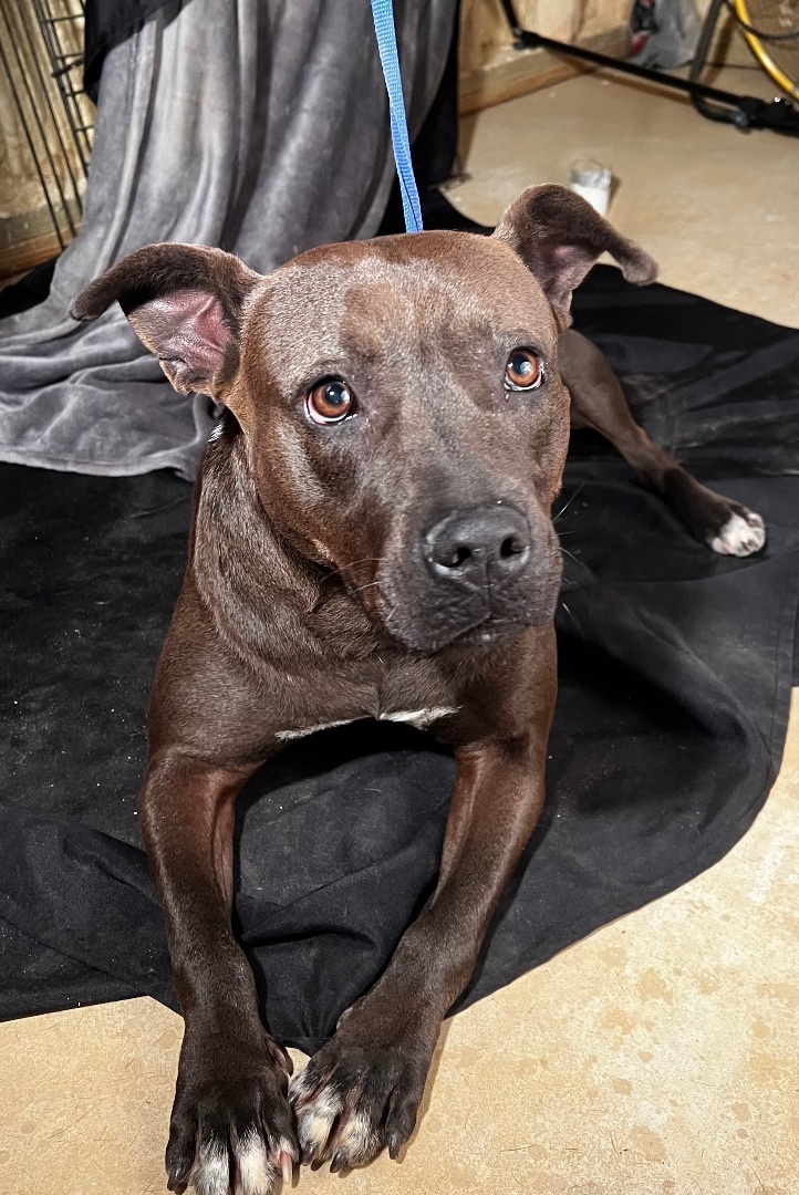 Enlarge Liza Jane , a Adoptable Pit Bull Terrier in Saucier, MS image 2/9