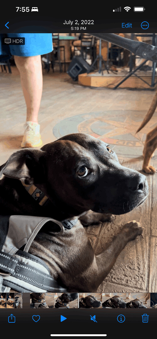 Enlarge Liza Jane , a Adoptable Pit Bull Terrier in Saucier, MS image 3/9