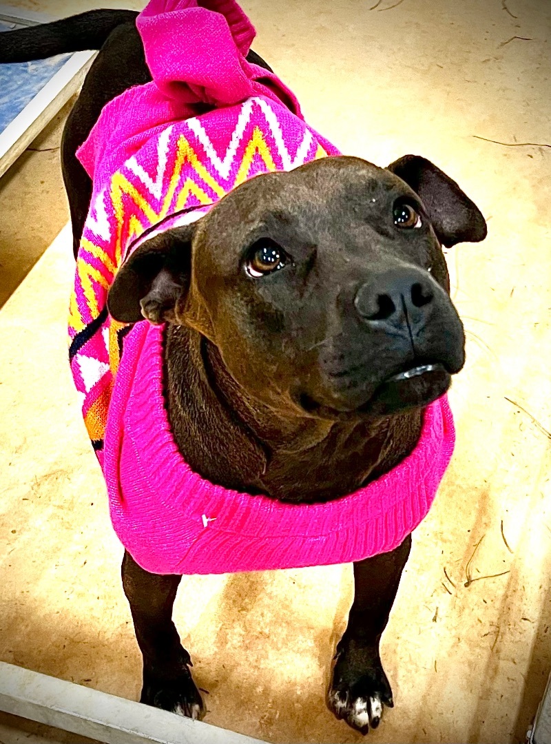 Enlarge Liza Jane , a Adoptable Pit Bull Terrier in Saucier, MS image 4/9