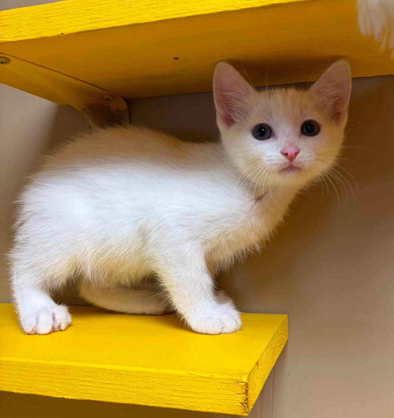 Conrad, an adopted mixed breed in Maryville, MO image 2/3